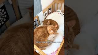 建国：拙劣的庶片，不带孩子还想抢我功劳…… 橘猫 猫和孩子 猫毛过敏 益生菌净化器 悦呼吸