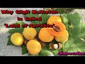 Gilgiti Khubani || Apricot Season of Gilgit Baltistan|| Gilgit Diaries Ep. ||Seema Batool