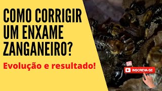 COMO CORRIGIR UM ENXAME ZANGANEIRO?