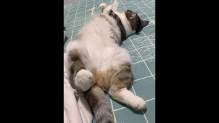 好会享受的小猫咪#记录猫咪日常 #黏人的小猫咪 #猫咪的迷惑行为