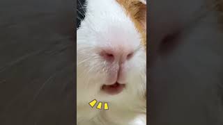 かじった人参が🥕大きくてお口がモゴモゴしちゃったモルモットが可愛い　A cute guinea pig with a chewy carrot 🥕