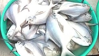 बापरे केवढा मोठा मासा आहे 😱😱🫨#trending #minivlog #viralvideo #vlog #support #viralshorts #fishing