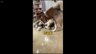 【开心】以其之道还治其之身#搞笑#阿拉斯加~今天的猫猫有给你带来小开心嘛~ #宠物#猫咪#布偶猫吃饭#猫猫#铲屎官