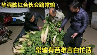 仨女婿分萝卜，华强和陈红合伙套路常输，常输急得有苦难言白忙活【倔媳妇】