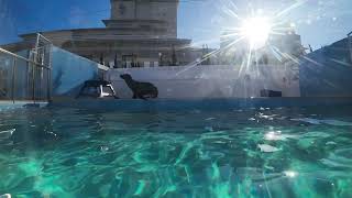 【オタリア】オタリアトレーニング #竹島水族館