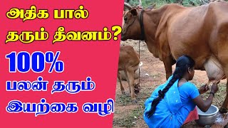 அடர் தீவனம் தயாரிக்கும் முறை | 5 லிட்டர் பால் கொடுக்கும் மாட்டுக்கு எவ்வளவு அடர் தீவனம்? #ytviral