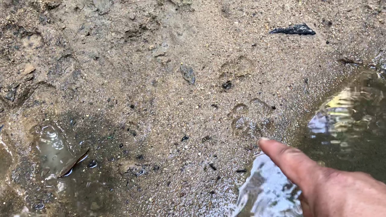 Leopard Feet Youtube