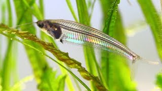 #54.トランスルーセントグラスキャット　水槽に観賞の楽しさを感じさせてくれる熱帯魚 Ｇlass catfish kryptopterus bicirrhis