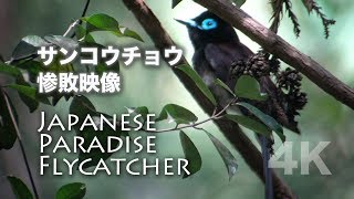 野鳥撮影・ 野鳥動画・サンコウチョウ惨敗動画・4K