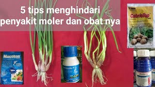 5 tips mencegah moler bawang merah dan obat nya // nomor 3 paling penting