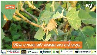 ବାଇଗଣ ଚାଷରେ ଭଲ ରୋଜଗାର | Brinjal Farming Profit