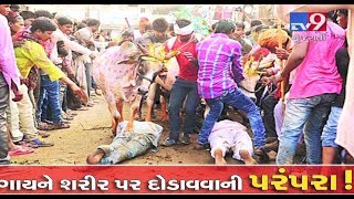 Villagers in Dahod allow cows and bulls to run over them during 'Gaai Gohri' festival