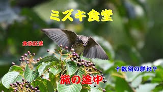 【食事】エゾビタキ　'23.10.05【野鳥】