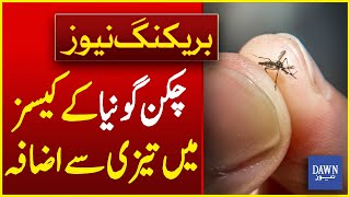 Rapid Increase in Chikungunya Cases in Karachi | Breaking News | Dawn News
