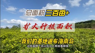 我们的奇楠树种植基地在海南岛遍地开花，澄迈基地周边又扩展一百多亩。#正土伽楠 #沉香文化 #奇楠树认养 #嫁接奇楠#沉香木 #伽羅