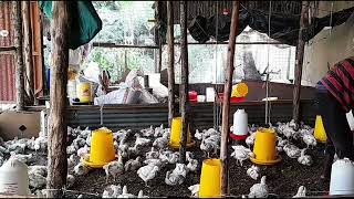 How to work in your chicken coop without disturbing your birds