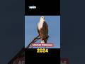 African FishEagle VS 5000 BCE OLD African FishEagle #shorts