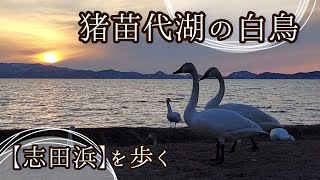 【Vlog #30】猪苗代湖の白鳥① ～「志田浜」を歩く ～ 2022年3月4日 撮影