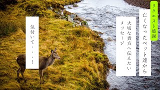 亡くなったペットさん達が大切な貴方に伝えたいメッセージ