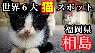 【福岡島歩き】相島・猫好きな旅好きが猫動画を作るとこうなる／観光／旅行／世界６大猫スポット／猫の島へのアクセス／島の駅紹介／Fukuoka Cat Island Ainoshima