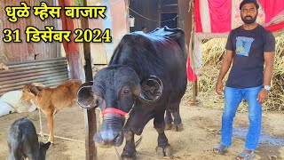 धुळे म्हैस बाजार live 🔴 31 डिसेंबर 2024 || Dhule buffalo Bajar #धुळे #buffalomarket 7014608390