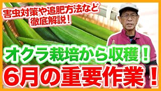 家庭菜園や農園のオクラ栽培で6月にやるべき重要作業！害虫対策や追肥の秘訣と収穫までのオクラの育て方！【農家直伝】