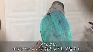 ボタンインコのボタンちゃん 大好きなカレの家にお出かけ2