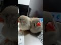 2024.11.18あくびがうつったキンカチョウ姉妹 zebra finch sisters catch yawns＃shorts