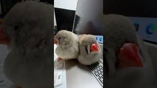 2024.11.18あくびがうつったキンカチョウ姉妹 Zebra finch sisters catch yawns＃Shorts