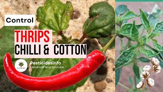 Thiamethoxam and Abamectin: Targeting Thrips in Chili and Cotton Crops