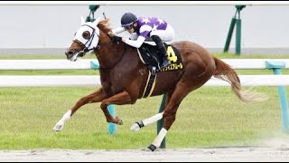 栗東S　ダ1400m (右) 　サンライズアムール　牡5　57.0　坂井瑠星　2024.5.12　　出走馬：サンライズフレイム、アルファマム、メイショウテンスイ、サトノテンペスト、ペースセッティング他