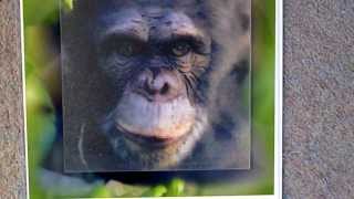 3D integral image Chimp