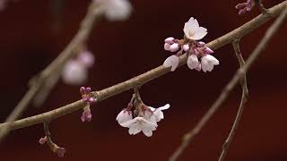 春日大社の桜