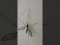 big giant mosquito