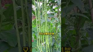 学会这些浇水技巧 种菜就成功一半 #蔬菜种植种菜小技巧 #农业种植 #关注我一起学种菜 #三农