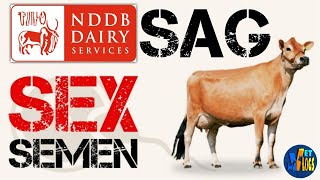 NDDB-SAG Sex Semen | Superior Animal Genetics | How to get NDDB-SAG Sex semen |