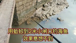 用蚯蚓到2米小闸口钓海鱼，效果意想不到