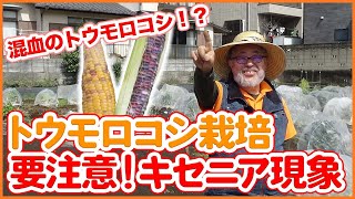 家庭菜園や農園でとうもろこし栽培が失敗する原因！キセニア現象とは！？失敗しないトウモロコシの育て方を徹底解説！【農園ライフ】