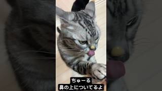 【ちゅーる】鼻の上についた #猫 #アメリカンショートヘア #shorts