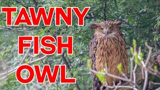 Tawny Fish Owl | Brown Fish Owl