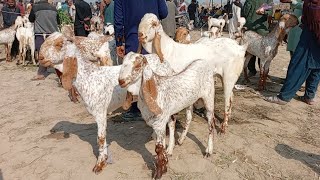 Madrasa Bakra Mandi | makhi chena khasi bakre | Qurbani 2025 | gillani goat farm