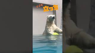 男鹿水族館GAOのホッキョクグマ·ᴥ·フブキ♡上手に立っちできてますw　#Shorts