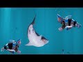 Hungry Shark Evolution Robo Shark Android Gameplay #36