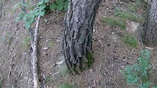 쫑바리)시골촌놈의 초보 버섯산행~(아직 이른 초가을...모기와의 사투)the country village's rudimentary mushroom-mountain journey.