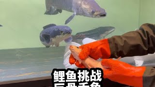 鲤鱼挑战大型猛鱼缸，被巨骨舌鱼爆口，猛鱼太震撼了！#养鱼日记