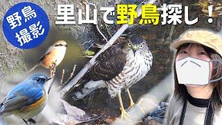 日本一小さい鷹、ツミ登場！里山で鳥探し【野鳥撮影vlog】