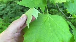 Common Tree Leaf ID Palmate Leaves | Tyler Arboretum