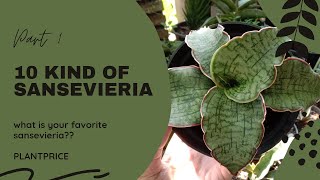 10 JENIS SANSEVIERIA/LIDAH MERTUA | part 1