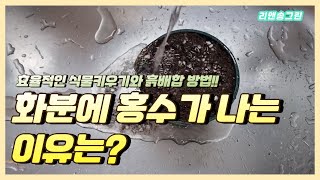 제라늄으로 알아보는 저렴하고 효율적인 흙배합과 화분 홍수 방지!