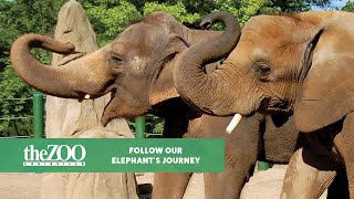 Louisville Zoo Announcement - Follow Our Elephant's Journey